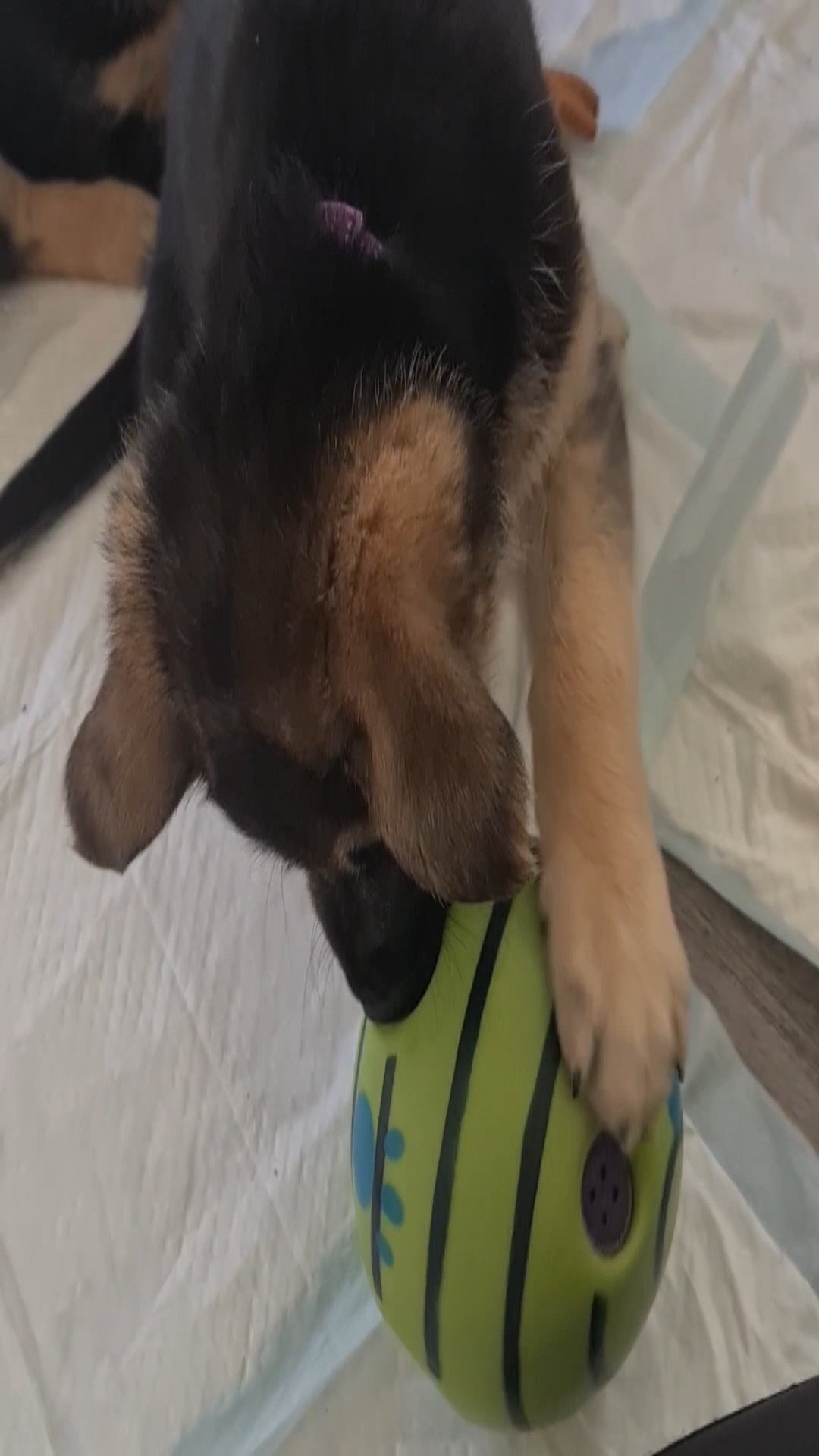 Interactive Giggle Ball Funny Wobble Wag Football Squeaky Pet Toy Babble Ball